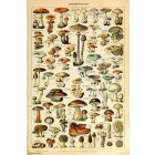 Mushrooms - Shroom ID Chart  
